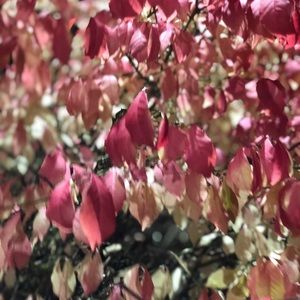 Meet your Posher, Mindy